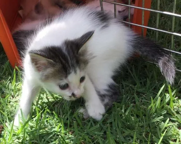 Gato ra a SRD idade 1 ano nome Malú e Filhote GRATIFICA