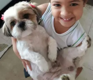 Cachorro raça Shitzu idade 2 anos nome Mel