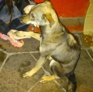 Cachorro raça Vira lata idade 2 a 6 meses nome Sem nome