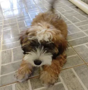 Cachorro raça Mistura idade 2 a 6 meses nome Sol