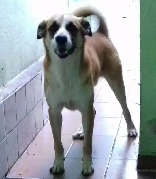Cachorro ra a Vira lata cruzado com Labrador  idade 2 anos nome Bolota 