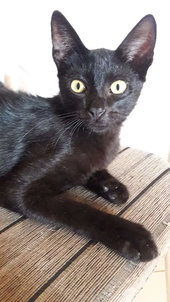 Gato raça  idade  nome Pretinho e Lili. 