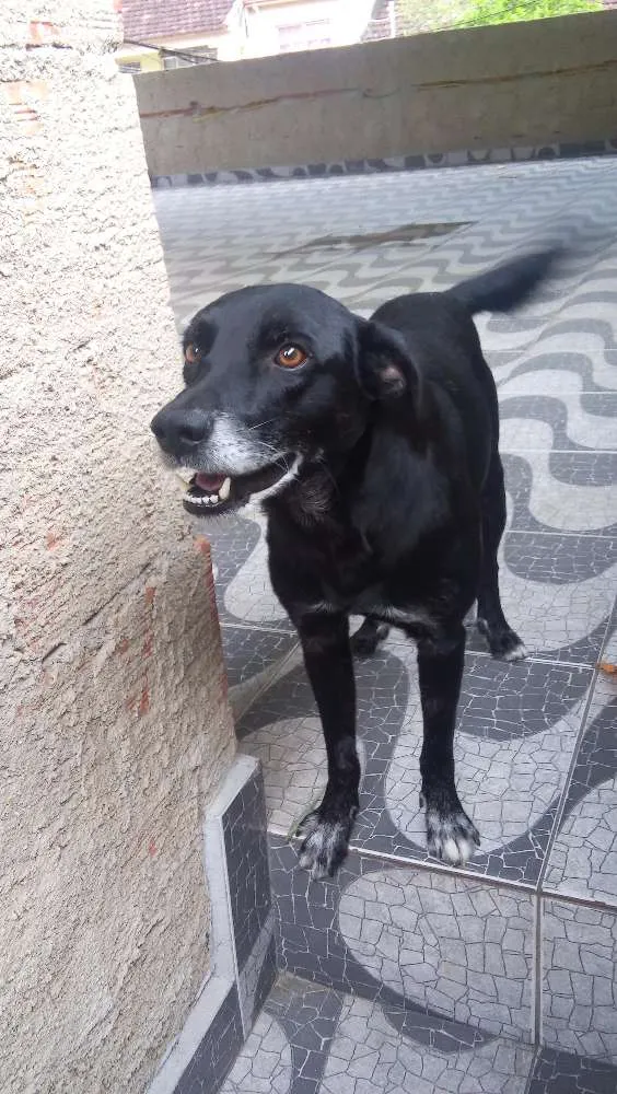 Cachorro ra a Vira-Lata idade 4 anos nome Tobby