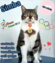 Simba - castrado, v