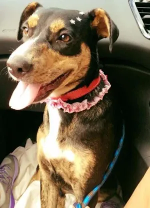 Cachorro raça SRD idade 2 anos nome Costelinha