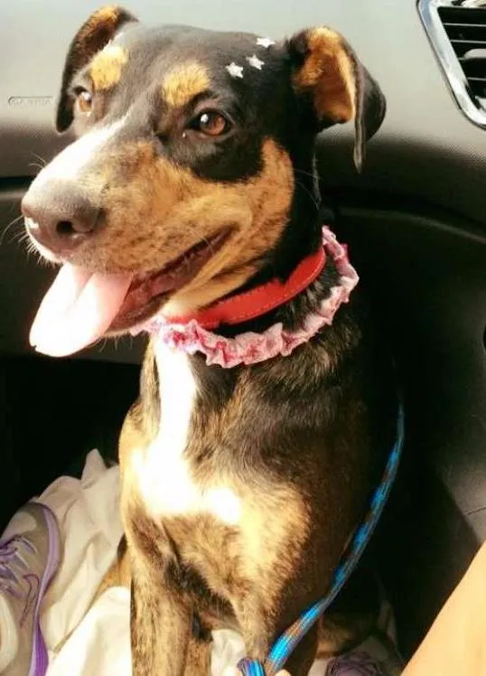 Cachorro raça SRD idade 2 anos nome Costelinha