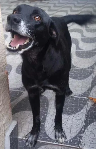 Cachorro ra a Vira-Lata idade 4 anos nome Tobby