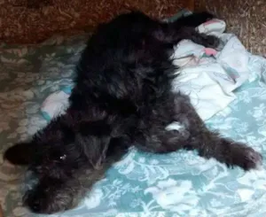 Cachorro raça Poodle idade 2 anos nome pretinha