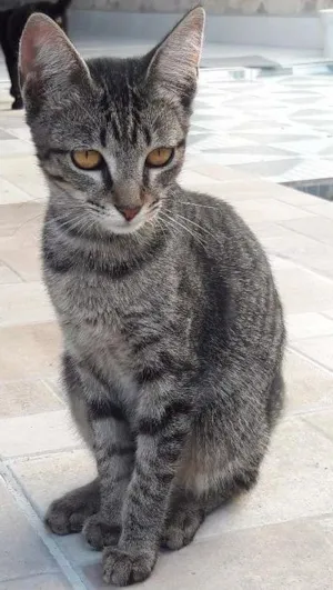 Gato raça  idade  nome Pretinho e Lili. 