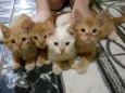 Ginger e Ângela