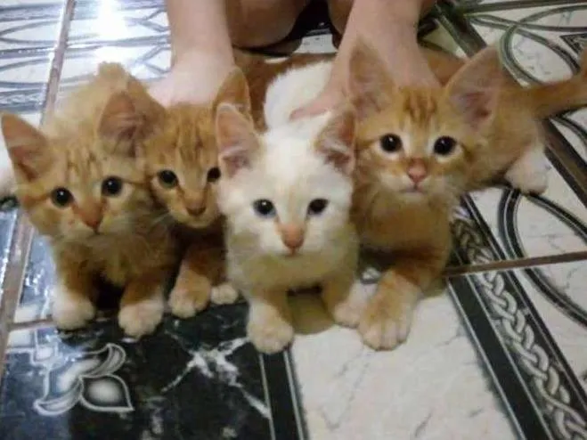Gato ra a Vira Lata idade 2 a 6 meses nome Ginger e Ângela