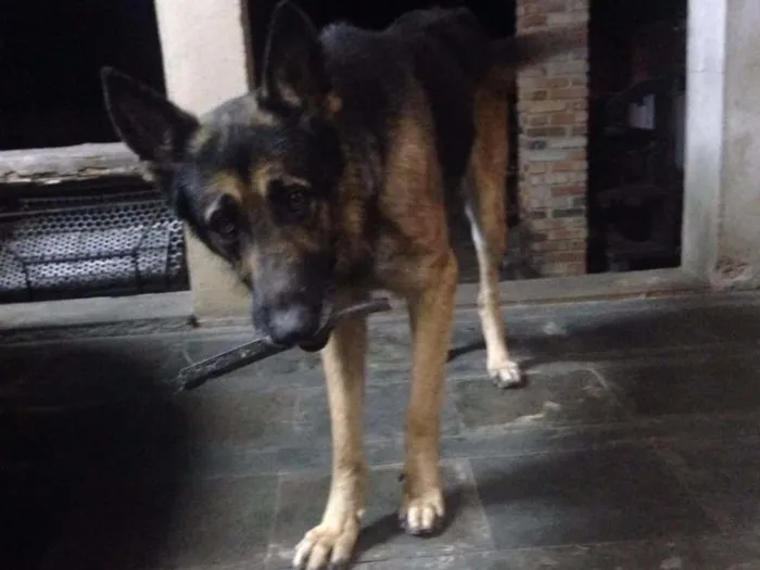 Cachorro raça Pastor Alemão idade 4 anos nome Thor