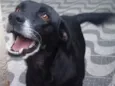 Tobby