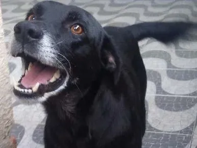 Cachorro ra a Vira-Lata idade 4 anos nome Tobby