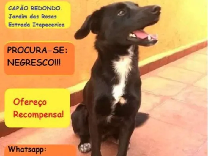 Cachorro ra a Vira-lata idade 7 a 11 meses nome Negresco GRATIFICA