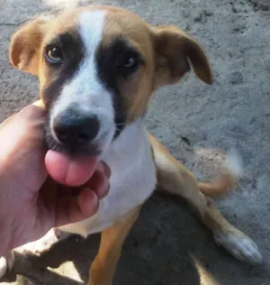 Cachorro raça SRD idade 2 a 6 meses nome Sem Nome