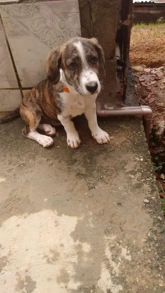 Cachorro ra a Raciada com labrador idade 7 a 11 meses nome Lucy
