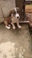Lucy