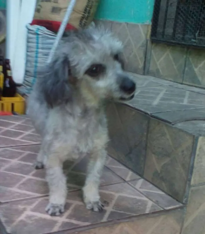 Cachorro raça misto(Pudle c/ bassê idade 7 a 11 meses nome Pê
