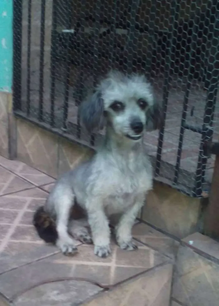 Cachorro raça misto(Pudle c/ bassê idade 7 a 11 meses nome Pê