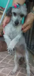 Pê