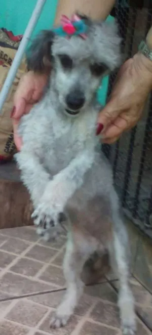 Cachorro raça misto(Pudle c/ bassê idade 7 a 11 meses nome Pê