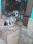 Pê
