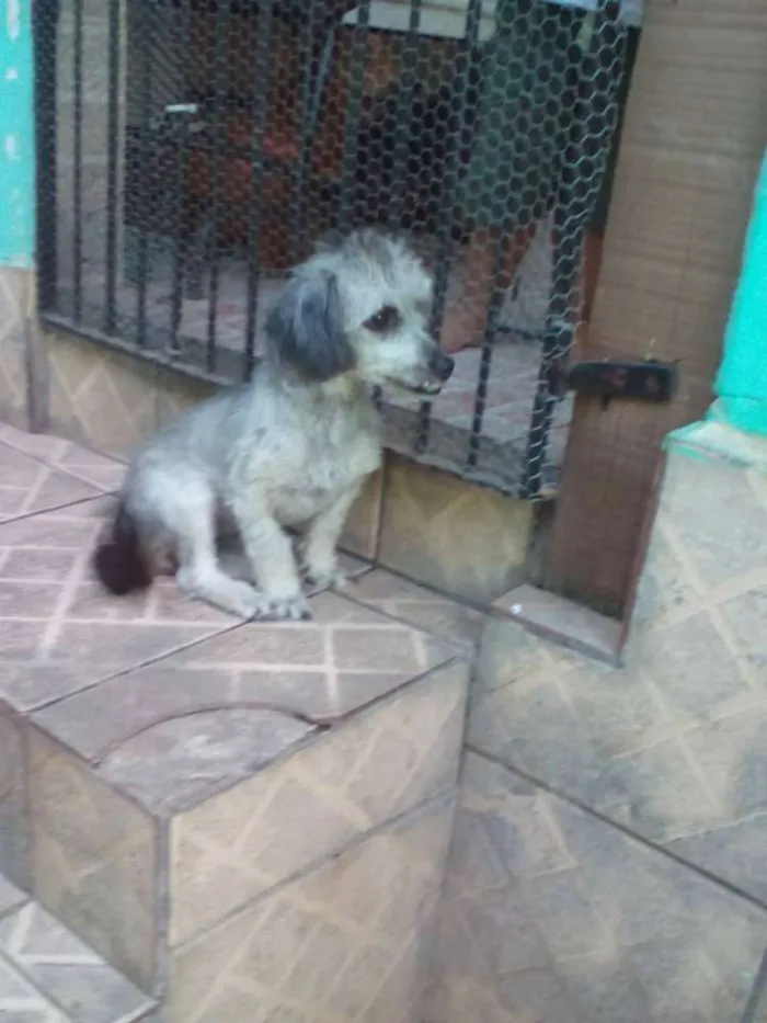 Cachorro raça misto(Pudle c/ bassê idade 7 a 11 meses nome Pê