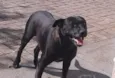 Fulô