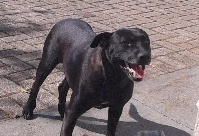 Cachorro ra a SRD idade 4 anos nome Fulô