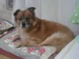 Ursinho
