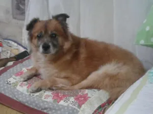 Cachorro raça vira-lata idade 6 ou mais anos nome Ursinho