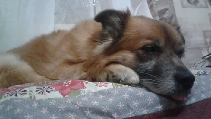 Cachorro ra a vira-lata idade 6 ou mais anos nome Ursinho