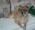 Ursinho