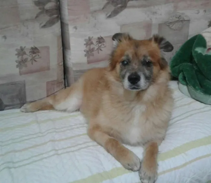 Cachorro ra a vira-lata idade 6 ou mais anos nome Ursinho