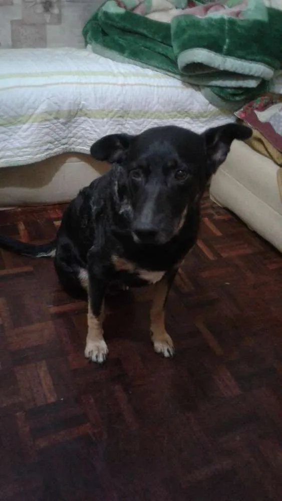 Cachorro ra a vira lata idade 6 ou mais anos nome Dug
