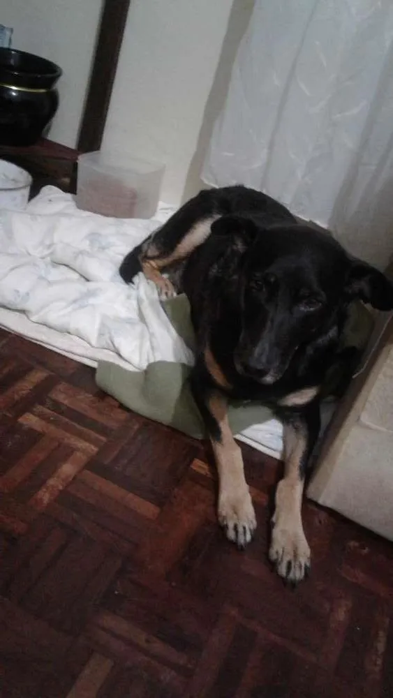 Cachorro ra a vira lata idade 6 ou mais anos nome Dug