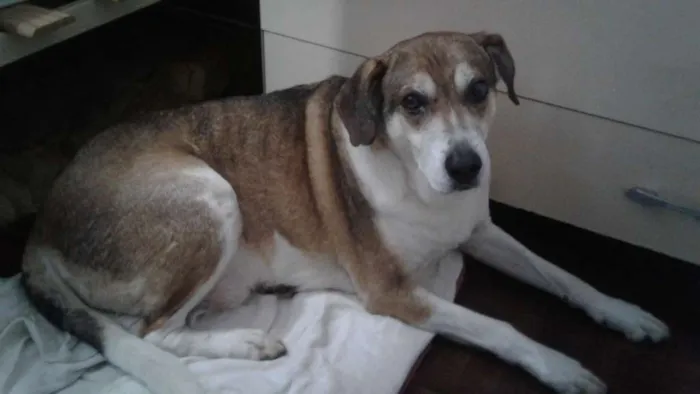 Cachorro ra a vira lata idade 6 ou mais anos nome mancha