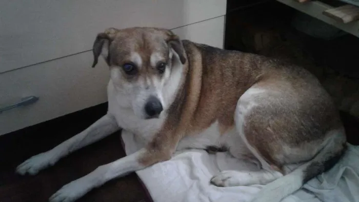 Cachorro ra a vira lata idade 6 ou mais anos nome mancha
