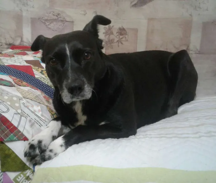 Cachorro ra a vira lata idade 4 anos nome Duda