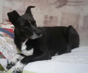 Cachorro raça vira lata idade 4 anos nome Duda