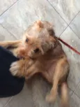 Pequeno/médio