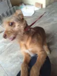 Pequeno/médio