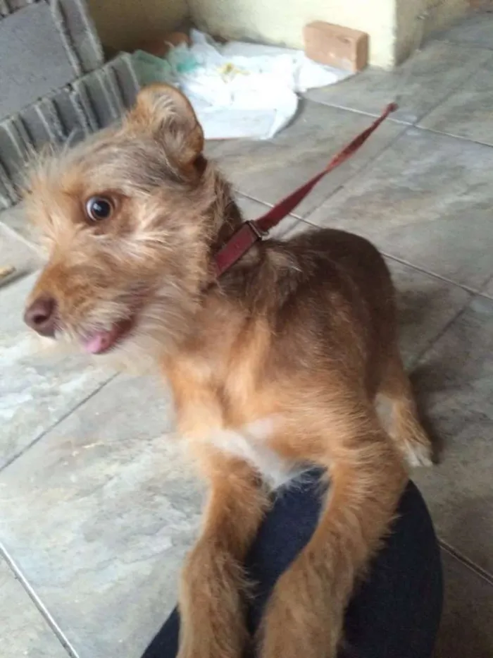 Cachorro ra a Srd idade 2 a 6 meses nome Pequeno/médio
