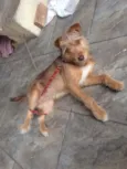 Pequeno/médio