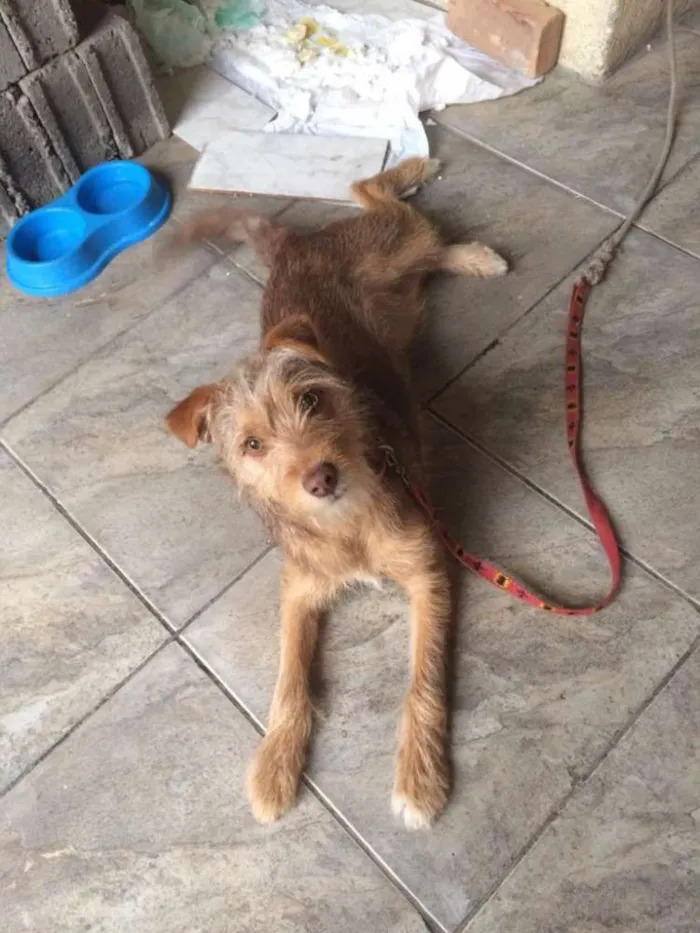 Cachorro ra a Srd idade 2 a 6 meses nome Pequeno/médio