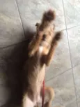 Pequeno/médio