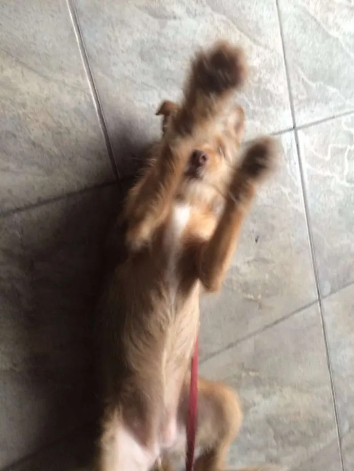 Cachorro ra a Srd idade 2 a 6 meses nome Pequeno/médio