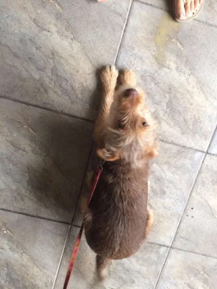 Cachorro ra a Srd idade 2 a 6 meses nome Pequeno/médio