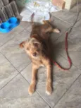 Pequeno/médio